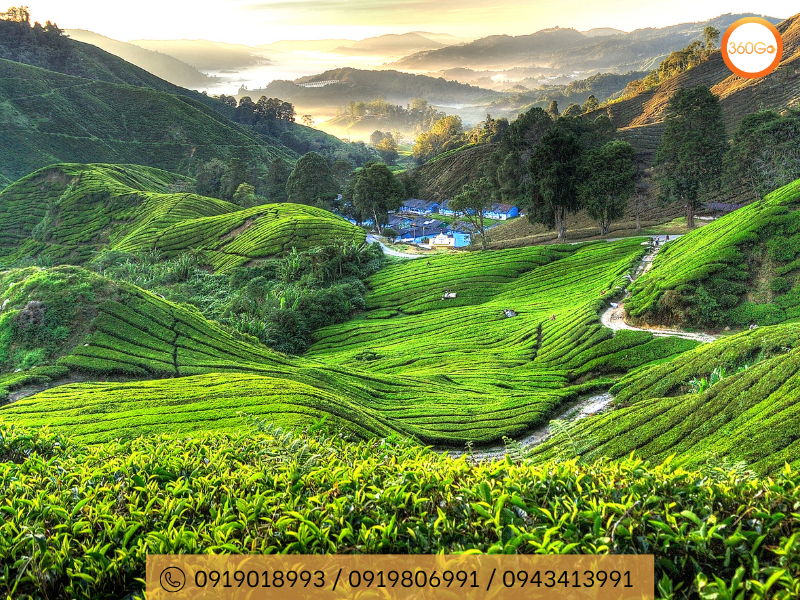 Đồi chè BOH của Cameron Highland - Du lịch 360Go 